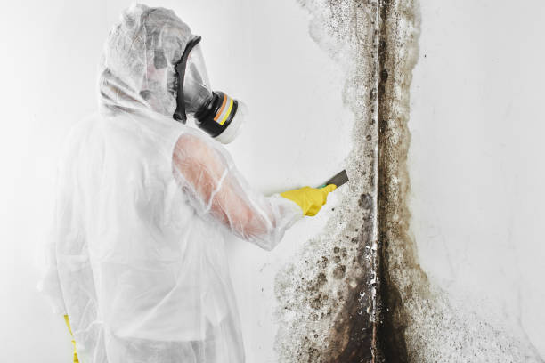 Best DIY Mold Remediation Support Services in Bethlehem Village, CT