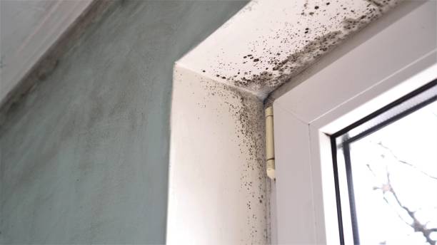 Best Commercial Mold Remediation in Bethlehem Village, CT