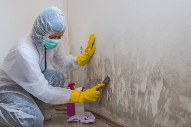 Best Insurance-Related Mold Remediation in Bethlehem Village, CT