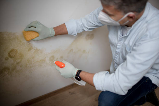Best DIY Mold Remediation Support Services in Bethlehem Village, CT