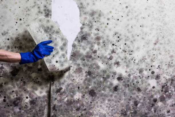 Best Health and Safety Mold Remediation in Bethlehem Village, CT